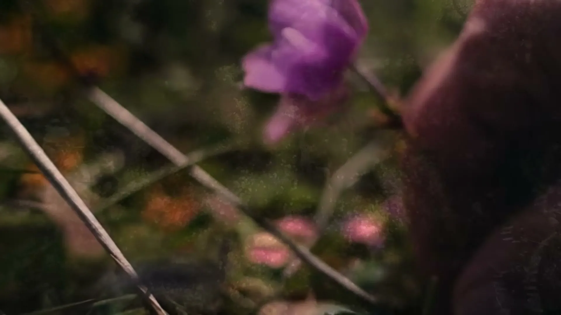 A man walks through a sun-dappled forest, then the camera pulls back to reveal a group of people lying in a field of colorful flowers.
