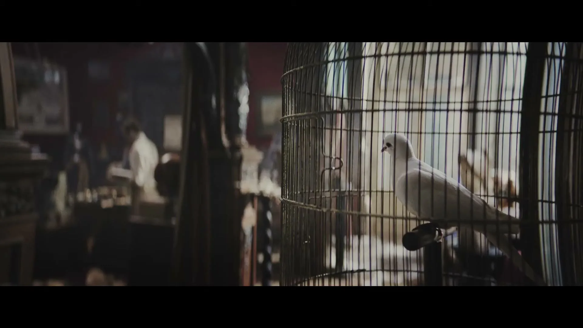 A white dove sits inside a birdcage in the foreground, while a man in a white shirt is blurred in the background of a dimly lit antique shop.
