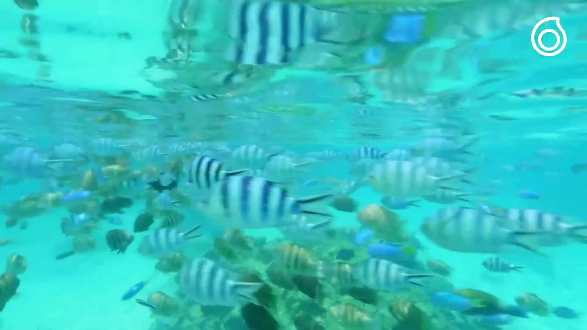 A school of striped fish swims in clear turquoise water, with the surface of the water visible at the top of the frame.