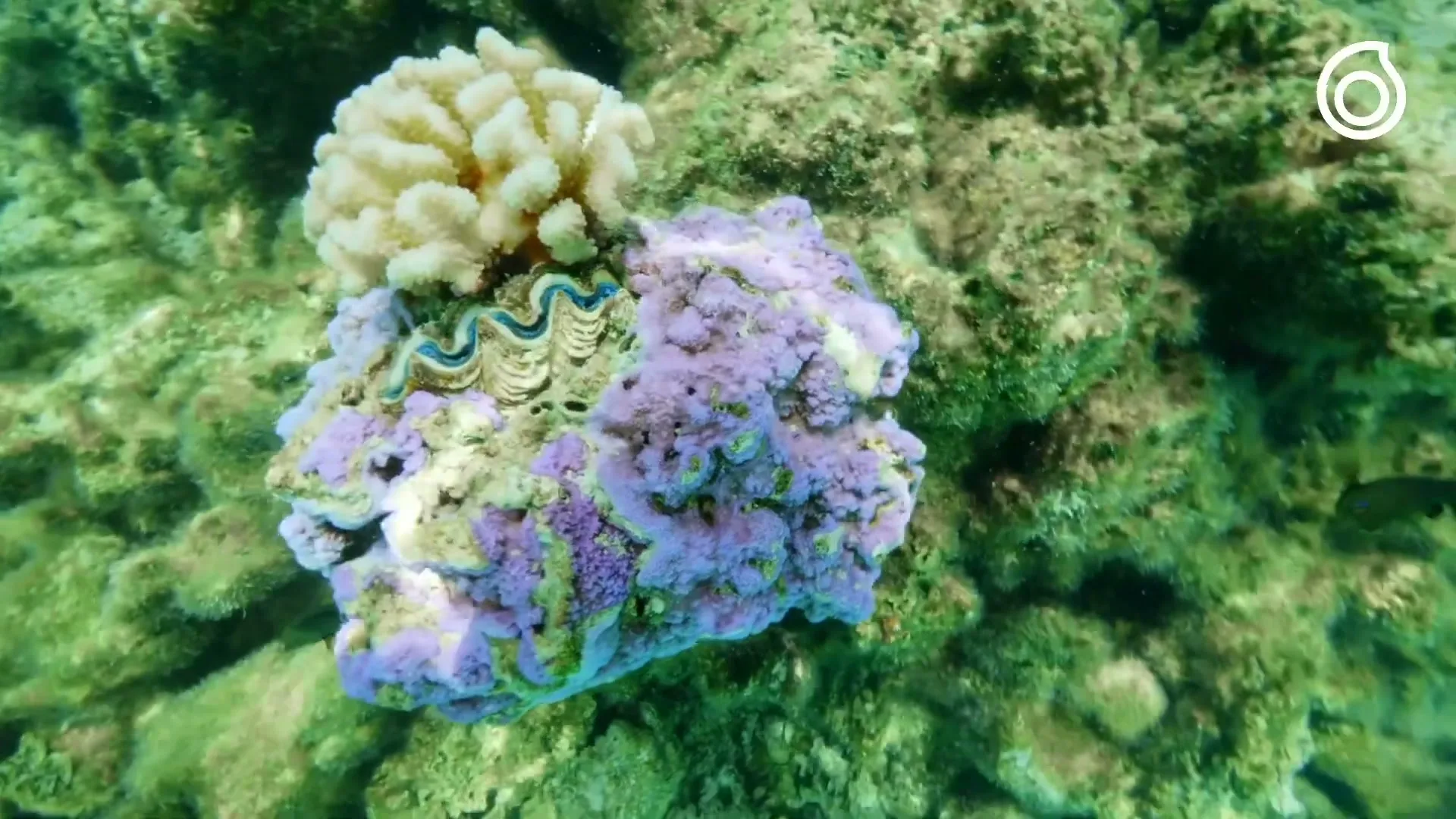 An underwater shot shows a giant clam with a blue mantle and purple coral, surrounded by green algae and other coral formations.
