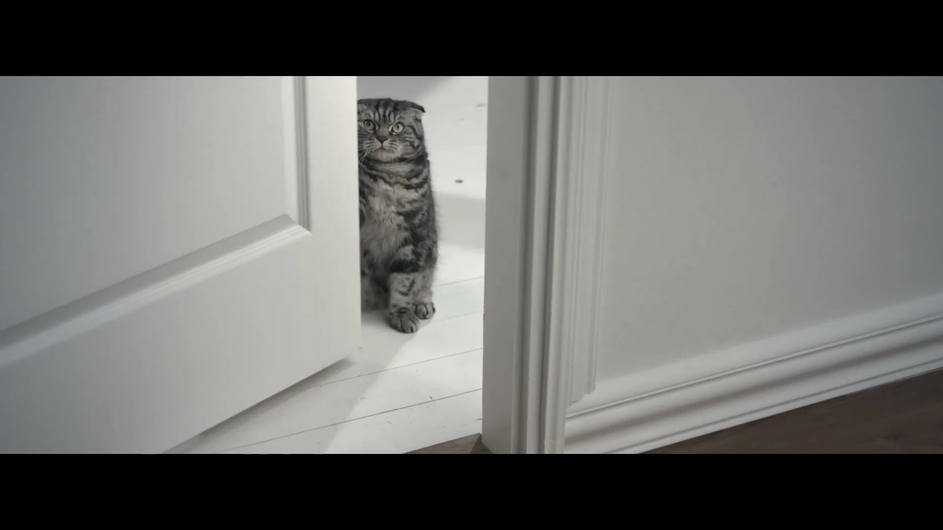 A tabby cat with folded ears peeks out from behind a white door, then slowly retreats, closing the door.