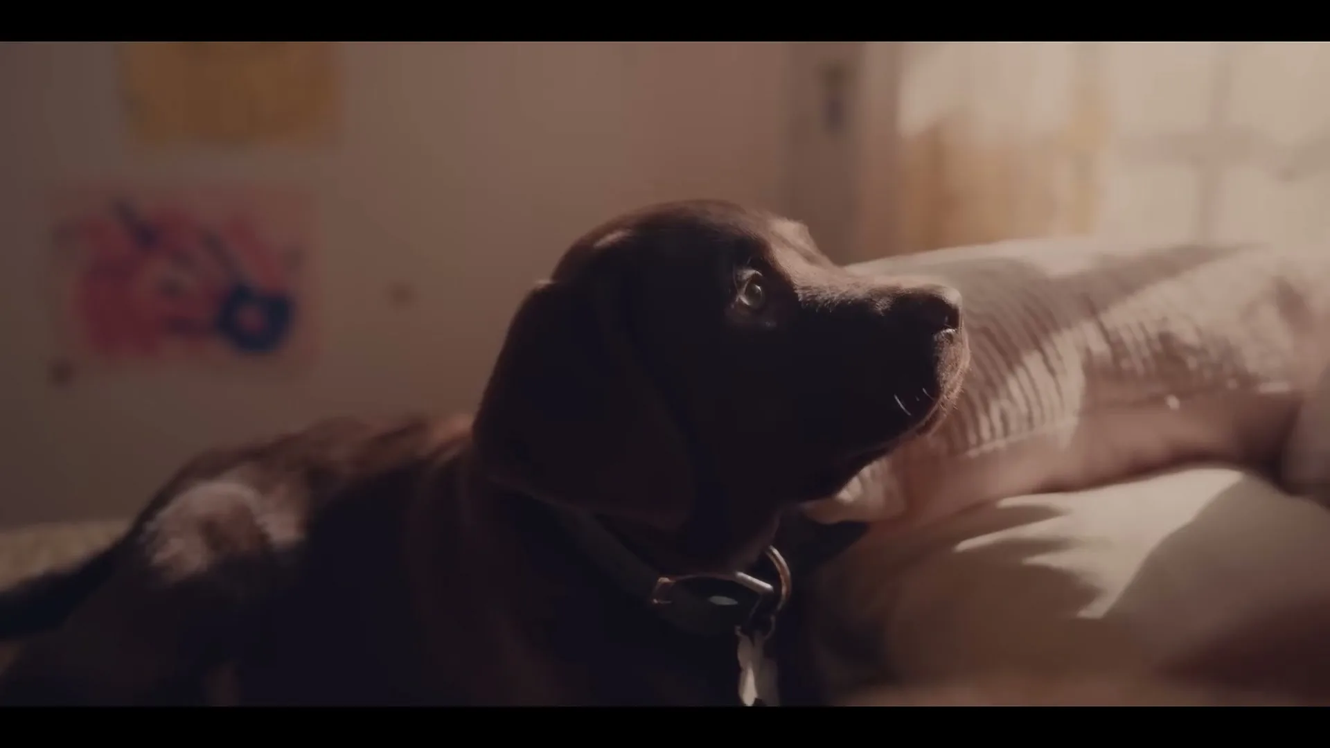 The Farmer's Dog “Forever” (2023), frame 2