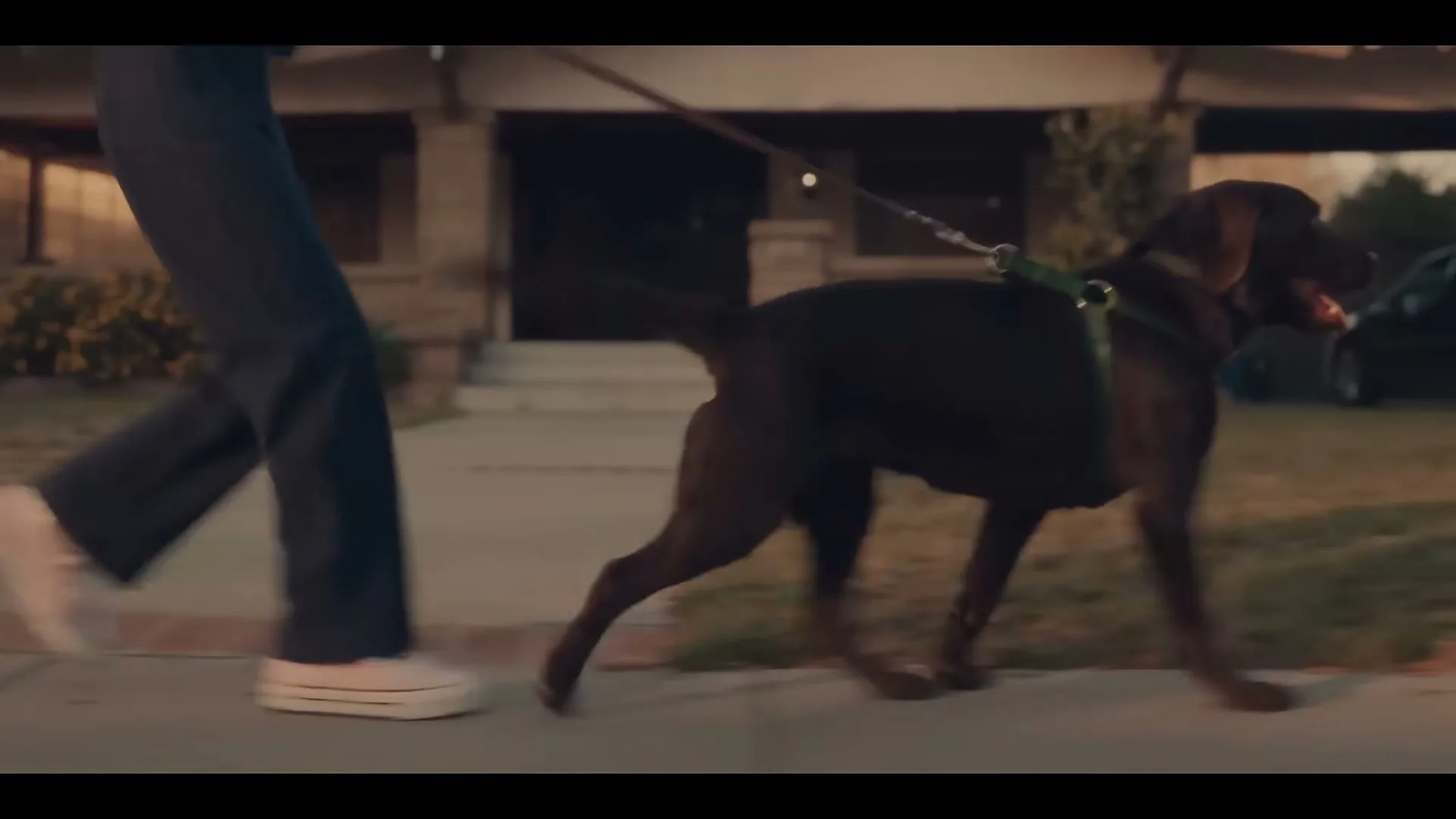 The Farmer's Dog “Forever” (2023), frame 3