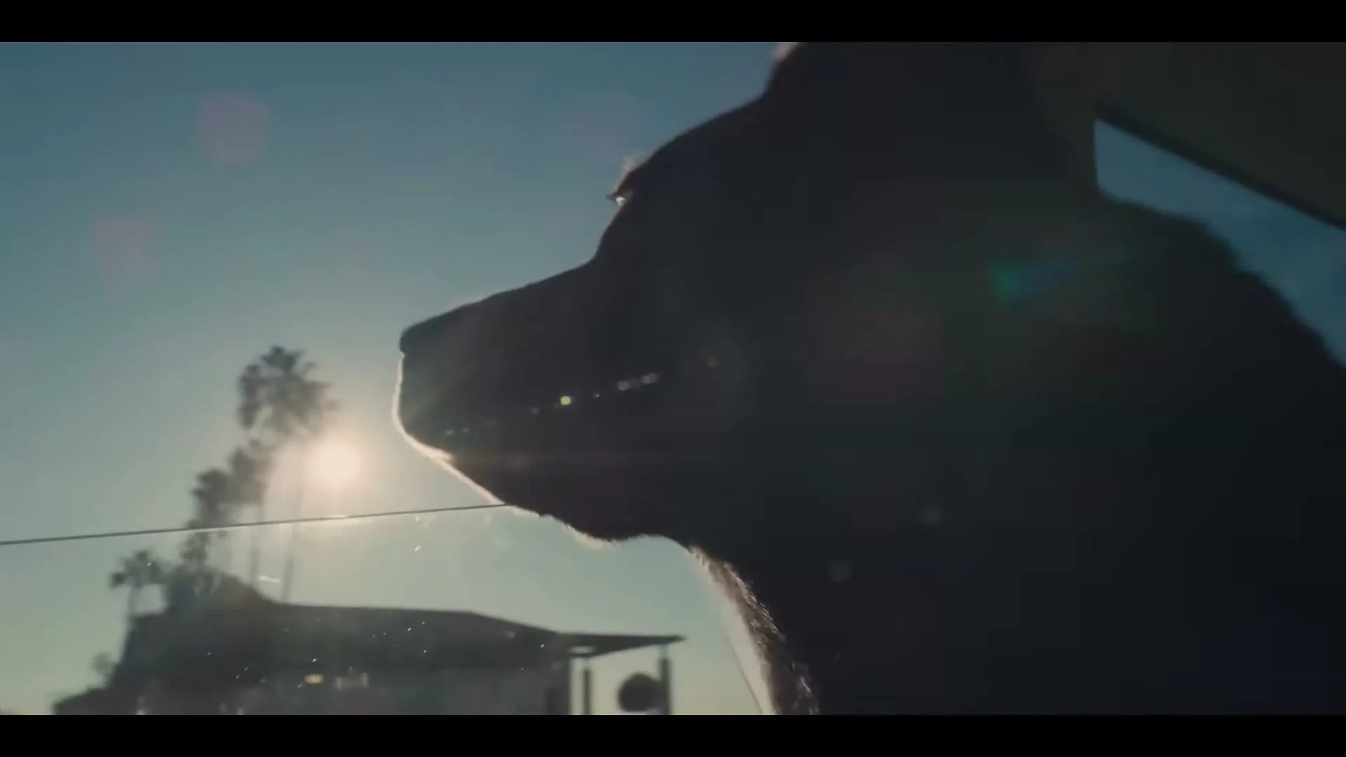 The Farmer's Dog “Forever” (2023), frame 4