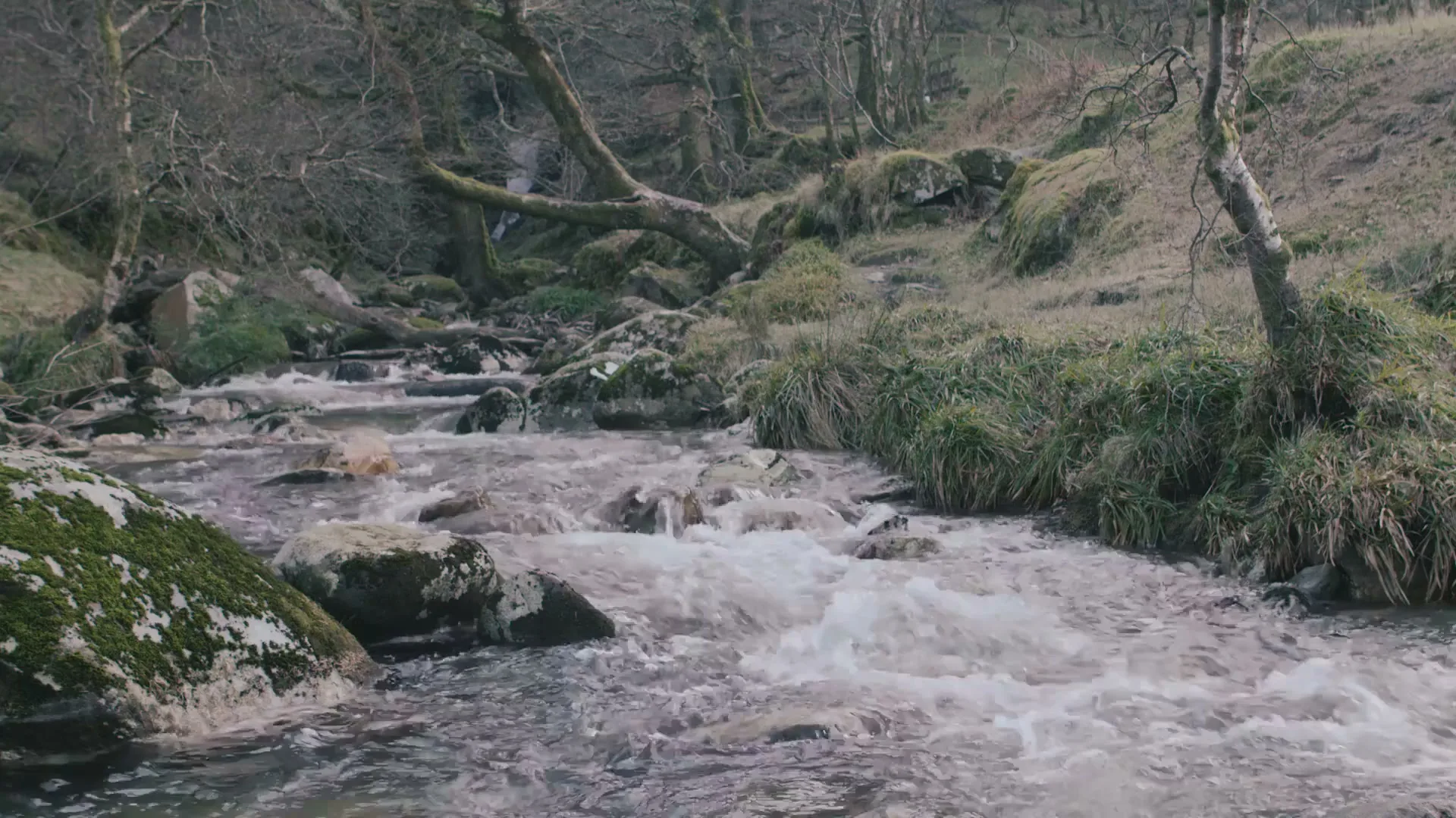 A wide shot of a fast-flowing river with mossy rocks and bare trees on its banks, creating a serene natural landscape.