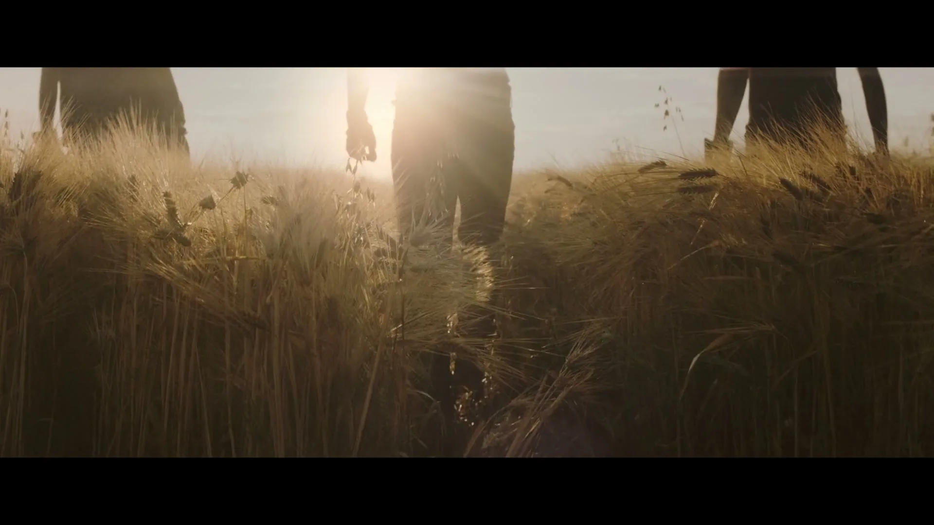 Three farmers walk through a field of tall golden wheat, backlit by the setting sun, as they inspect the crops.