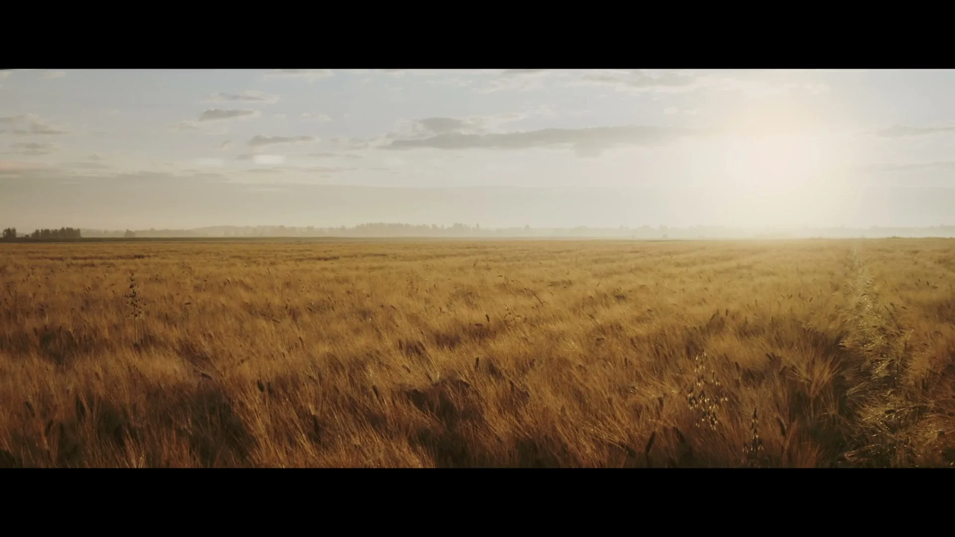 A wide shot of a golden barley field under a bright sky, with the sun shining brightly on the right side of the frame.
