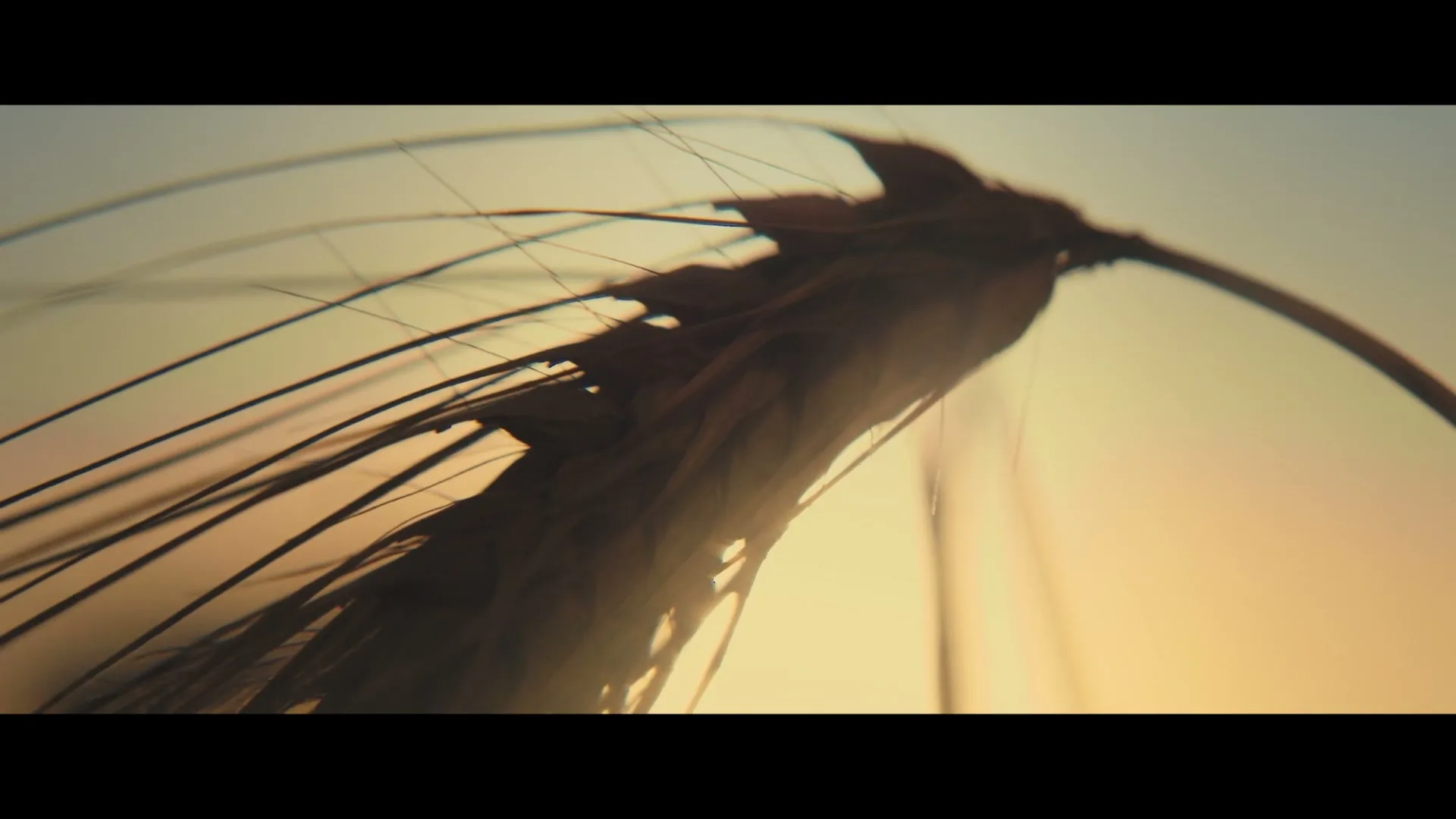 A close-up shot of a single ear of barley, silhouetted against a warm, hazy sky at sunset, swaying gently in the breeze.