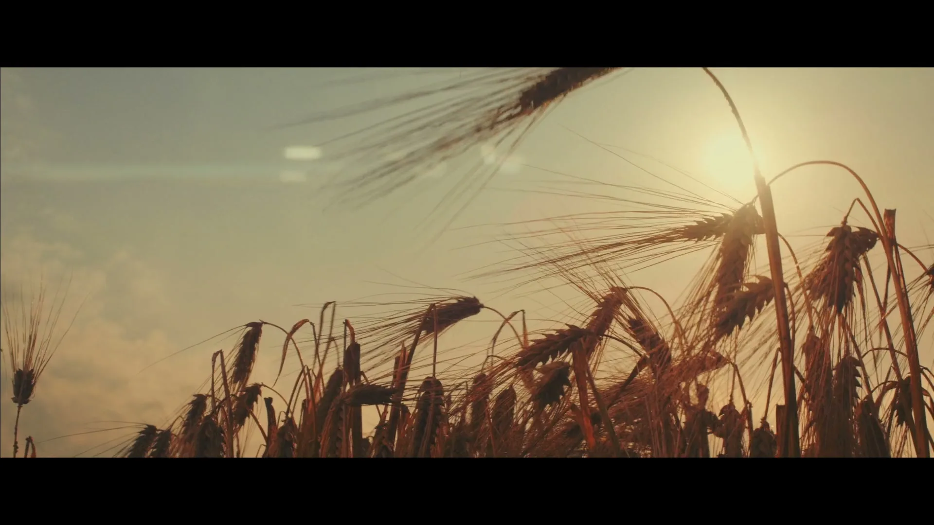 Golden wheat stalks sway in the wind, silhouetted against a bright sun in a vast field under a clear sky.