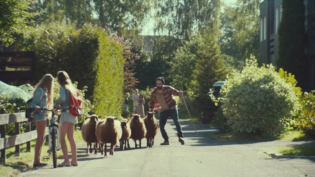 Two teen girls on bikes watch a man in a plaid shirt herd sheep down a suburban street on a sunny day.