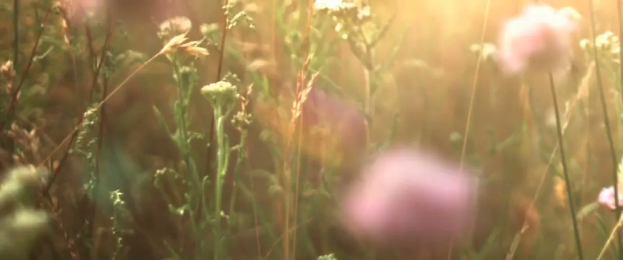 Greenpeace “New Bees” (2014), frame 2