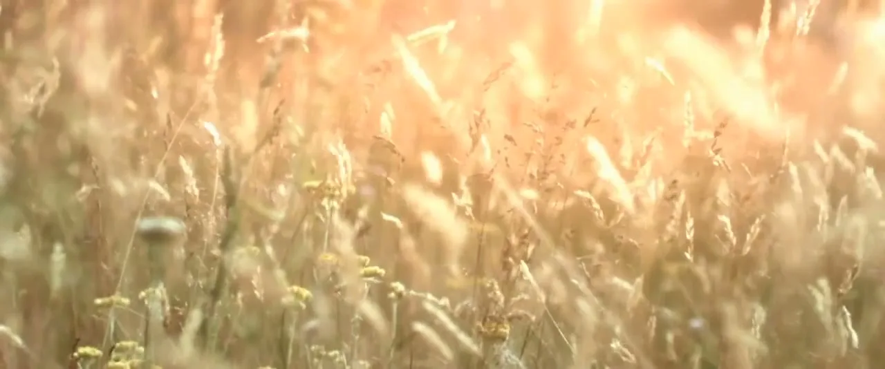 Greenpeace “New Bees” (2014), frame 3