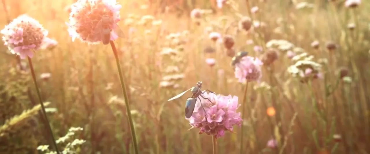 Greenpeace “New Bees” (2014), frame 4