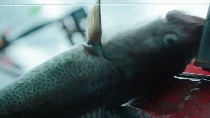 A fish is being gutted on a red surface, with a hand holding its head, in a close-up shot.