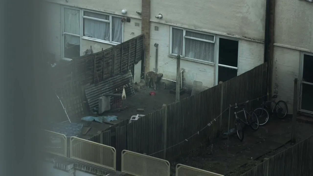 An aerial view of a small, fenced-in backyard with a dog standing near a house, looking around on a cloudy day.