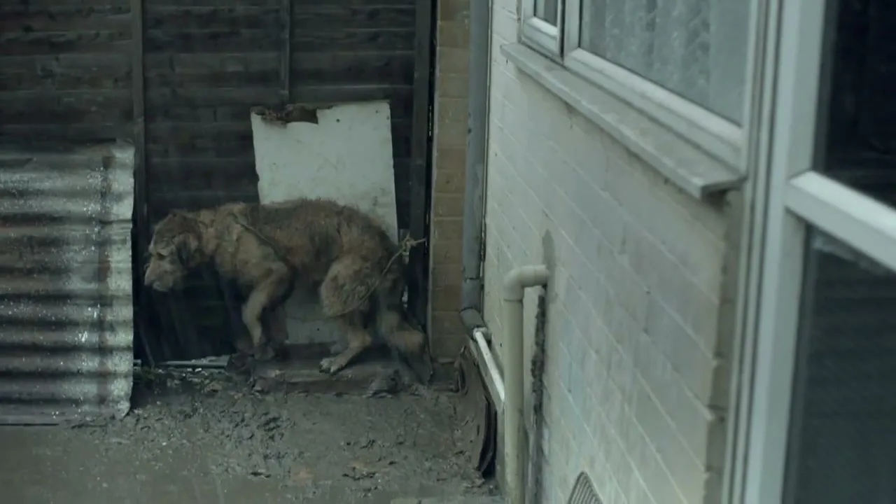 A scruffy, brown dog with matted fur is seen defecating in a dirty, narrow alleyway next to a brick building.