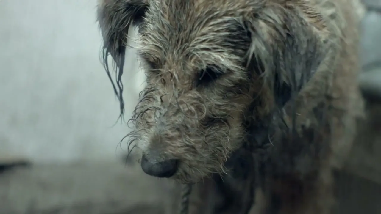 A scruffy, wet, brown dog with matted fur looks down sadly, standing in a dirty, light-colored room.