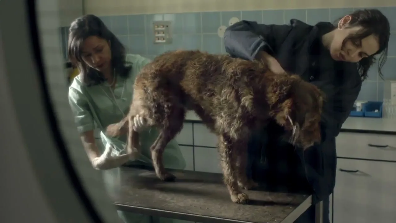 Two women, a vet and a dog owner, examine a scruffy brown dog with a bandaged leg on a metal table in a sterile vet's office.