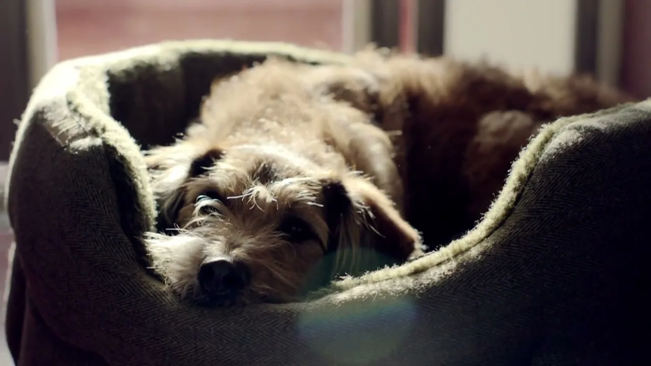 A scruffy brown dog with a white muzzle sleeps soundly in a soft, green dog bed, bathed in warm sunlight indoors.
