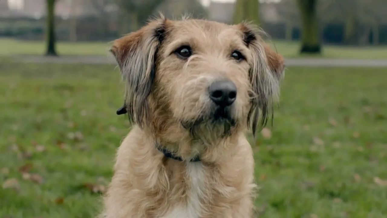 A scruffy brown dog with a black collar sits attentively in a grassy park on an overcast day.