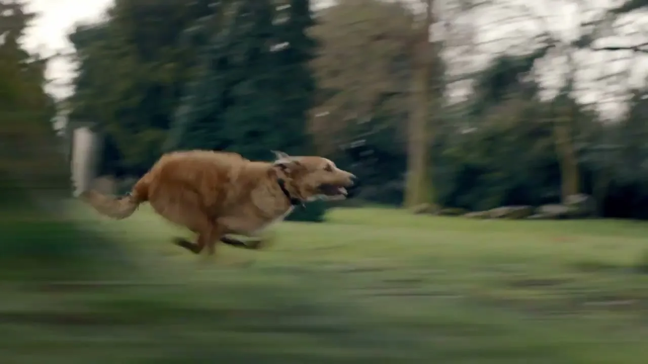 A golden retriever dog runs quickly across a grassy field with trees and a building in the background on an overcast day.