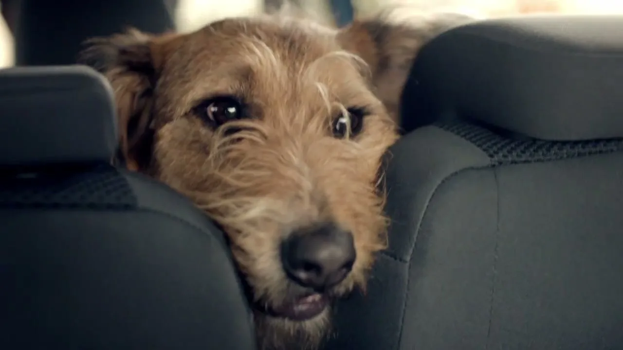 A scruffy brown dog peeks over the back of a car seat, looking directly at the camera with a slightly open mouth.