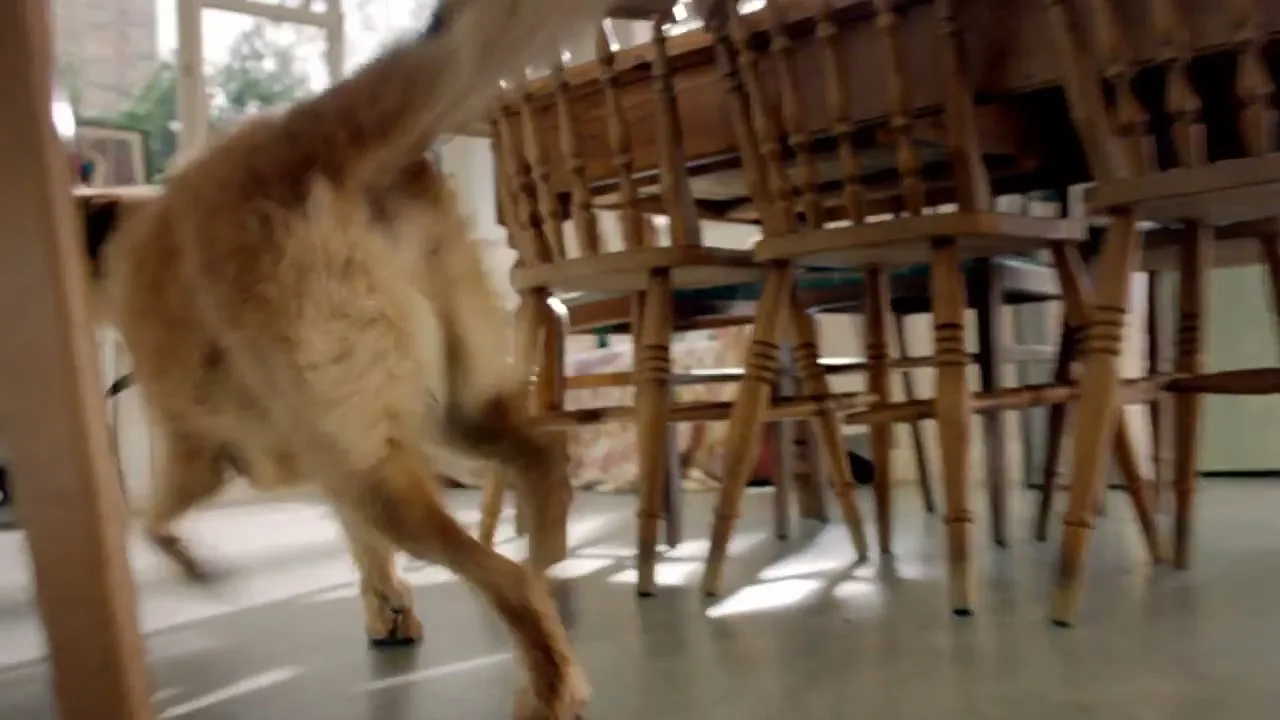 A golden-brown dog runs away from the camera, under a wooden dining table, in a bright, sunlit home.