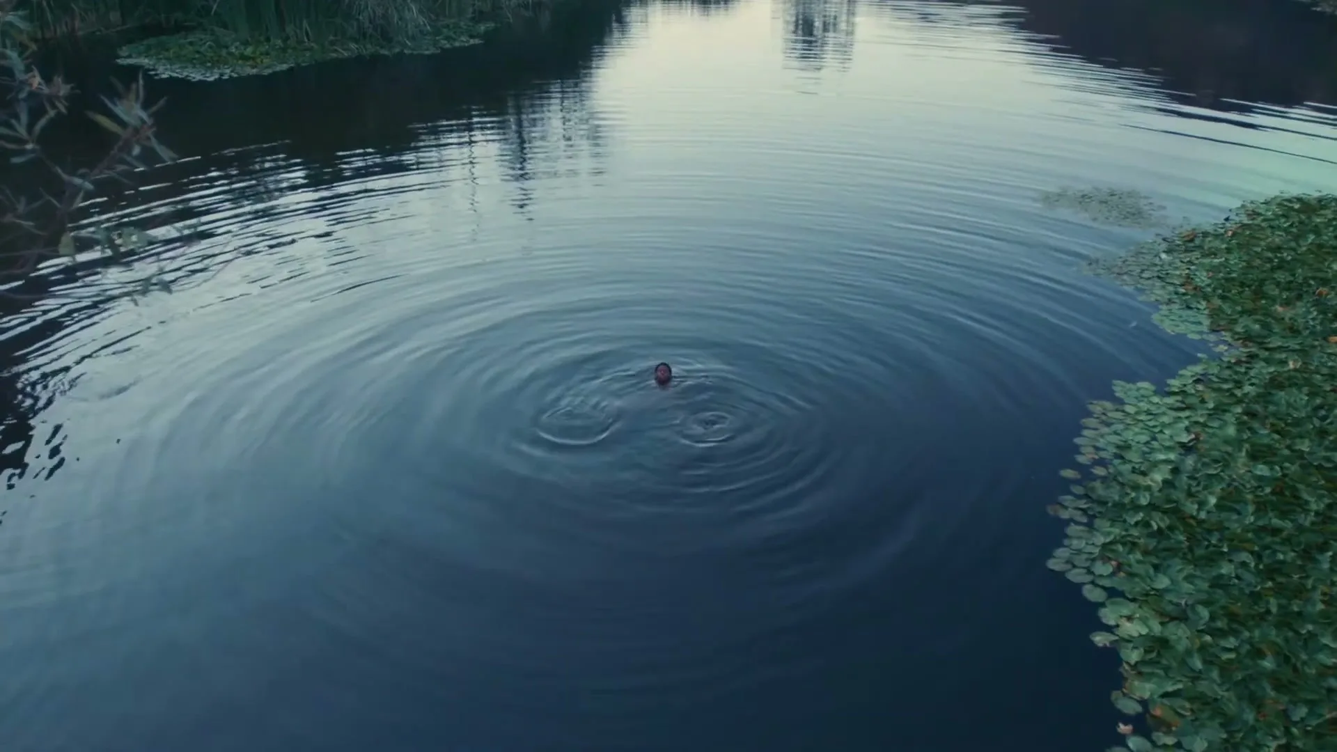 A person's head is barely visible above the water, creating ripples in a dark, calm pond surrounded by lily pads and reeds.