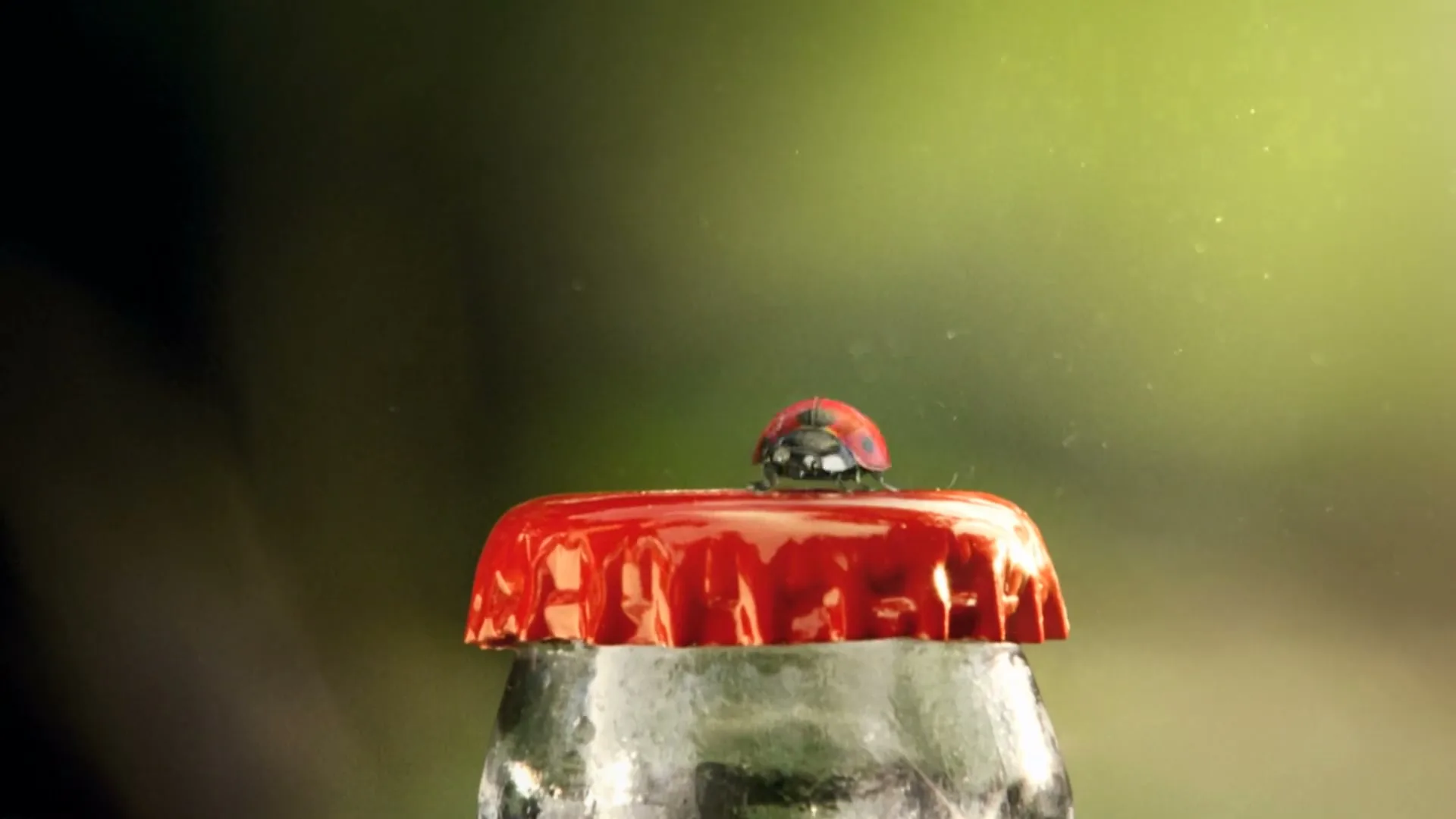 A ladybug with red wings and black spots lands on a red bottle cap of a glass bottle, with a blurred green background.