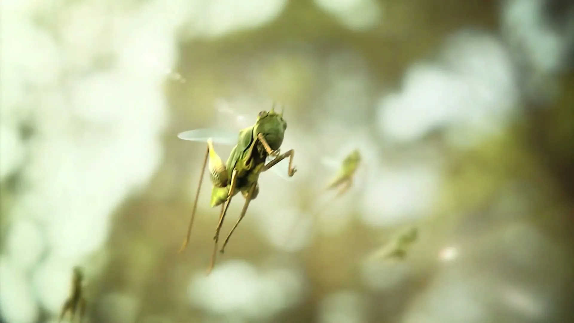A green grasshopper with translucent wings flies through the air, surrounded by other blurry grasshoppers and bright, out-of-focus green foliage in the background.