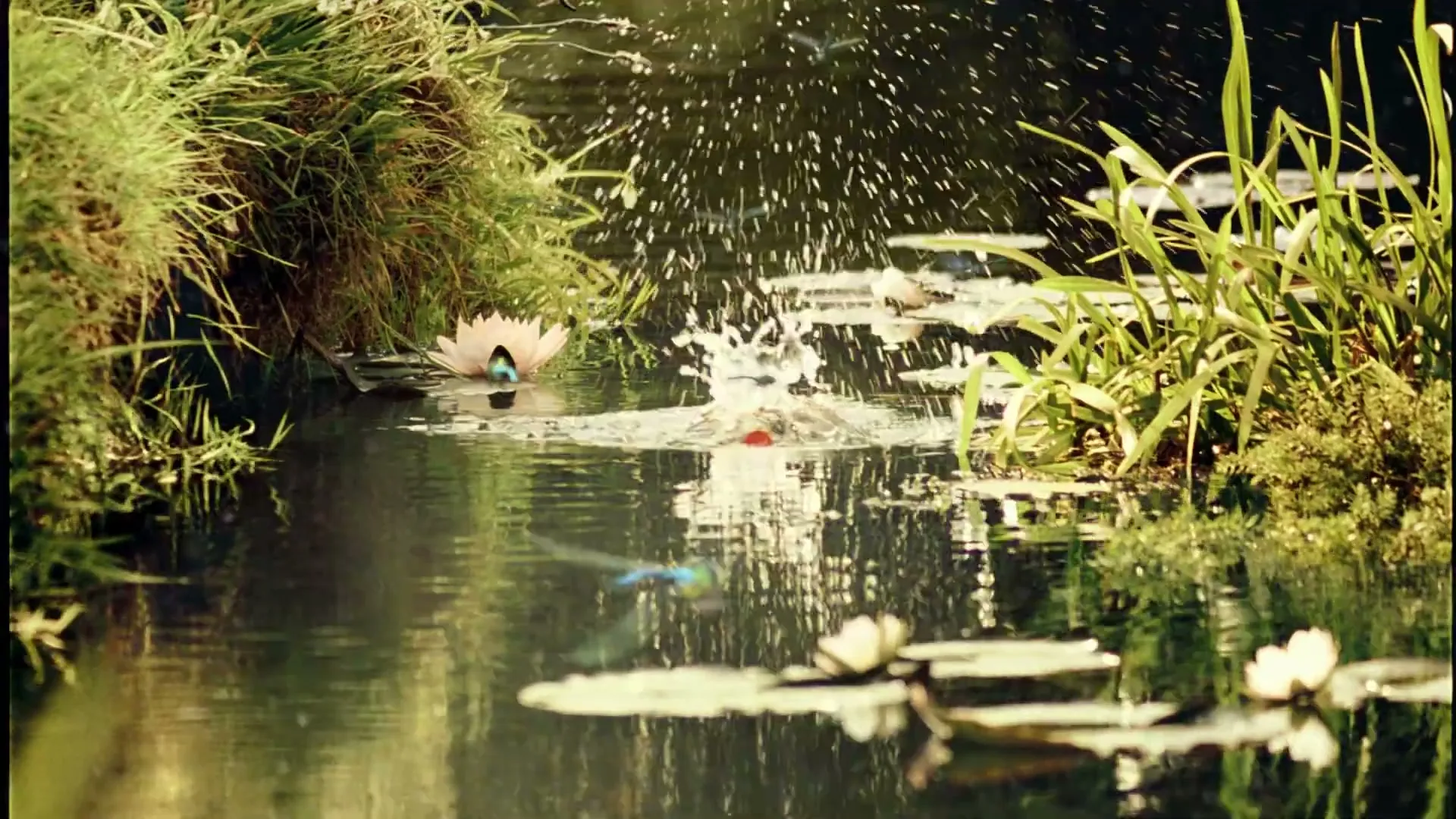 A red Coca-Cola bottle cap splashes into a pond with lily pads and green foliage.