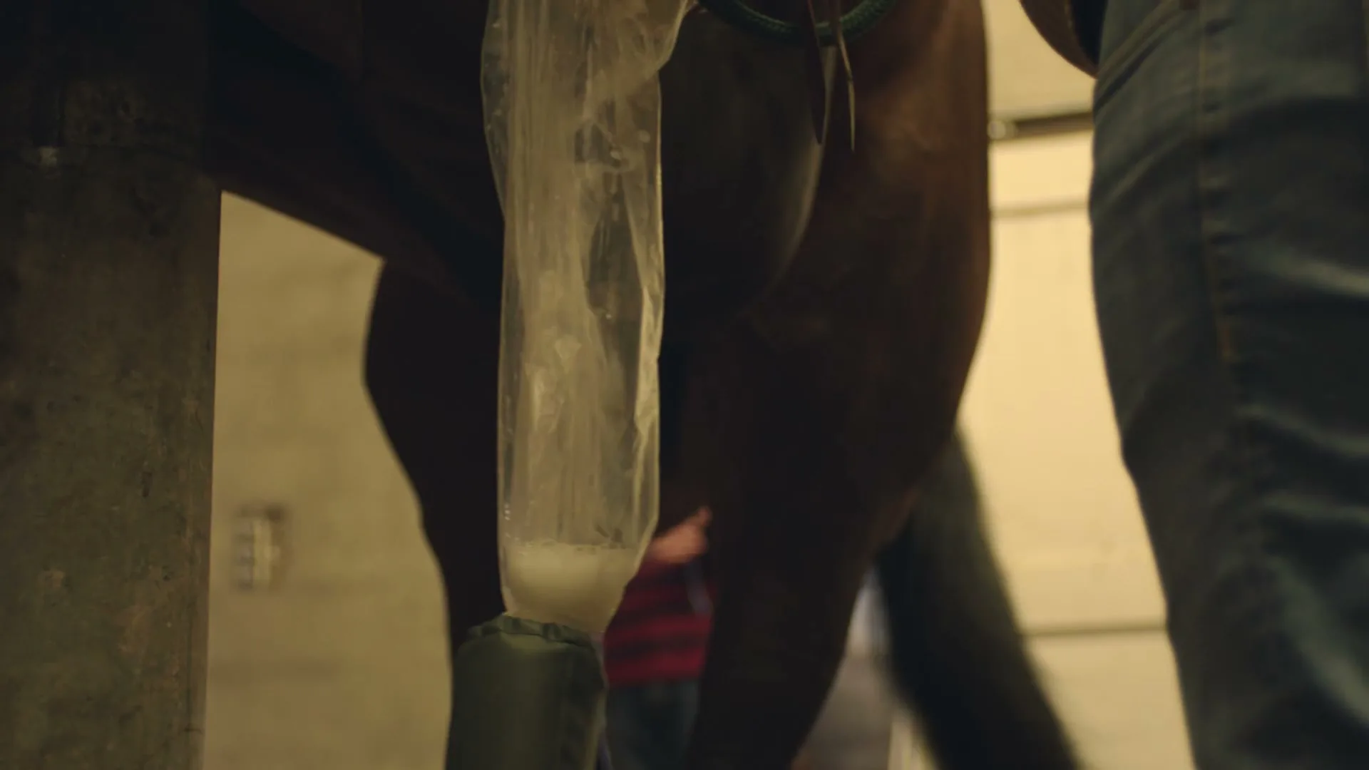 A close-up shot shows a horse's leg with a plastic bag attached, collecting fluid, while a person in jeans stands nearby in a dimly lit stable.