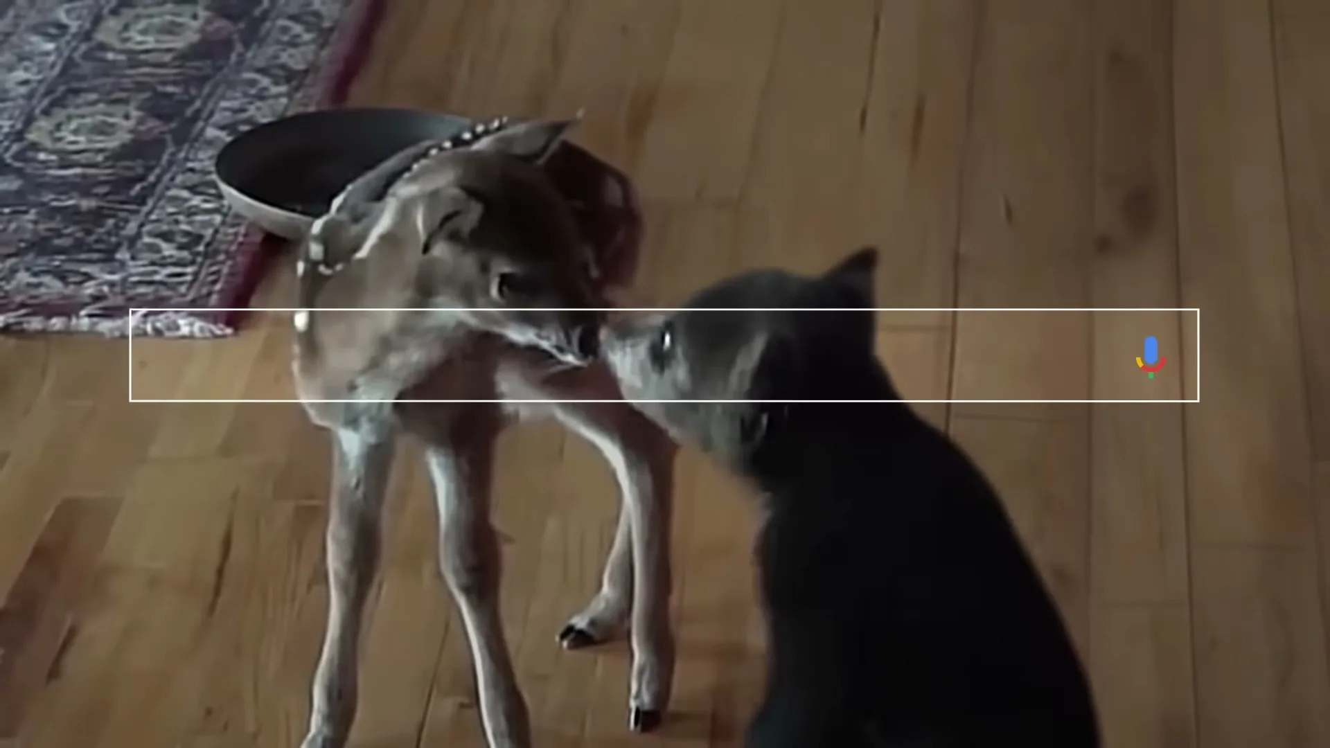 A fawn and a black cat affectionately touch noses on a wooden floor, with a Google search bar overlayed on the screen.