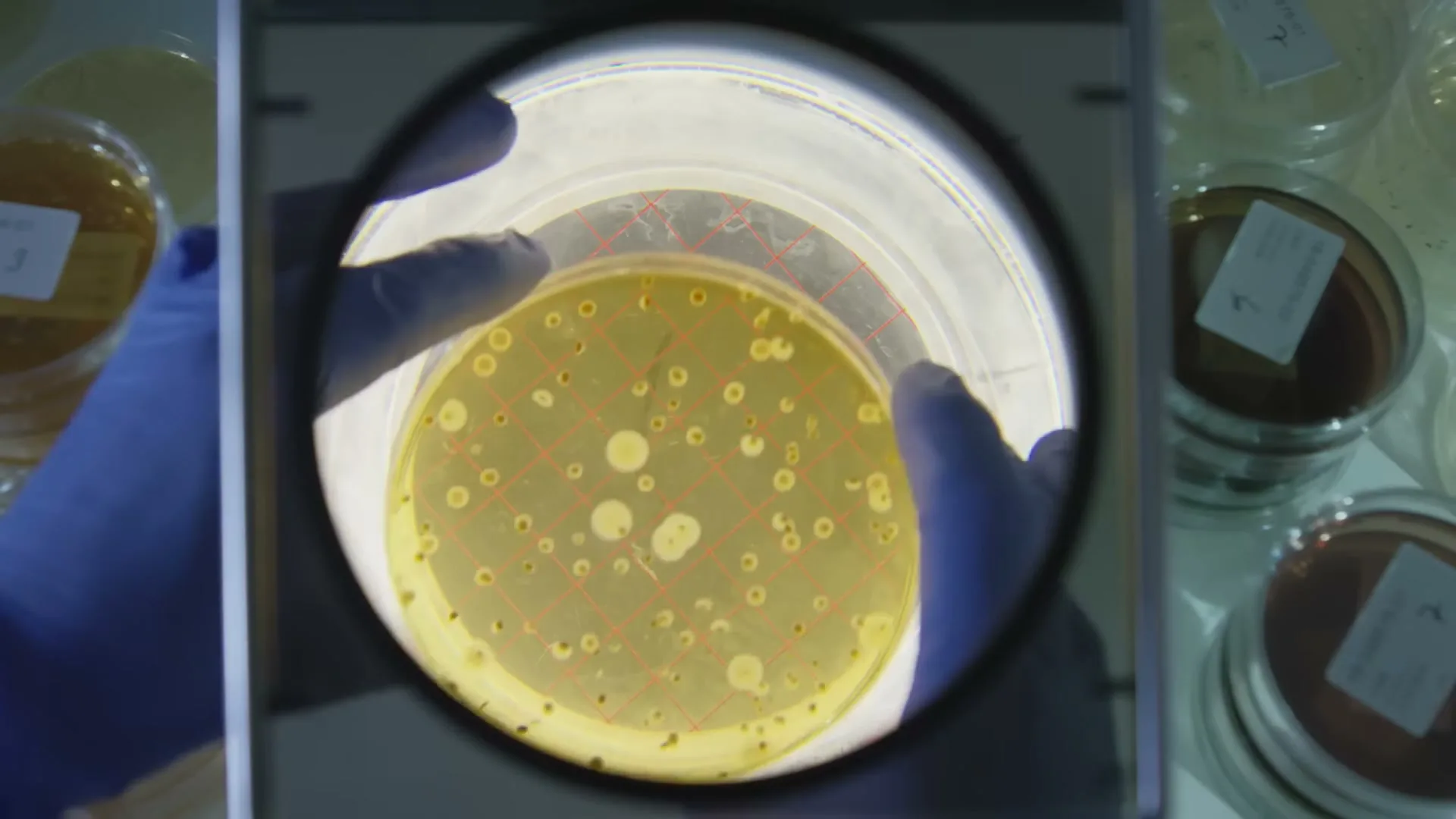 A person in blue gloves holds a petri dish with a grid pattern under a magnifying glass, revealing bacteria colonies in a lab.