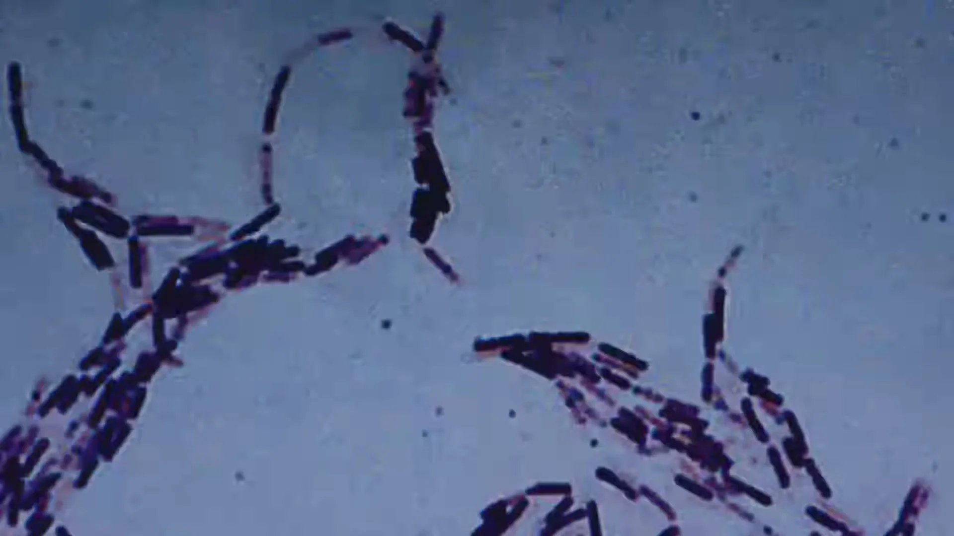 A macro shot shows purple rod-shaped bacteria moving and multiplying on a light blue background.