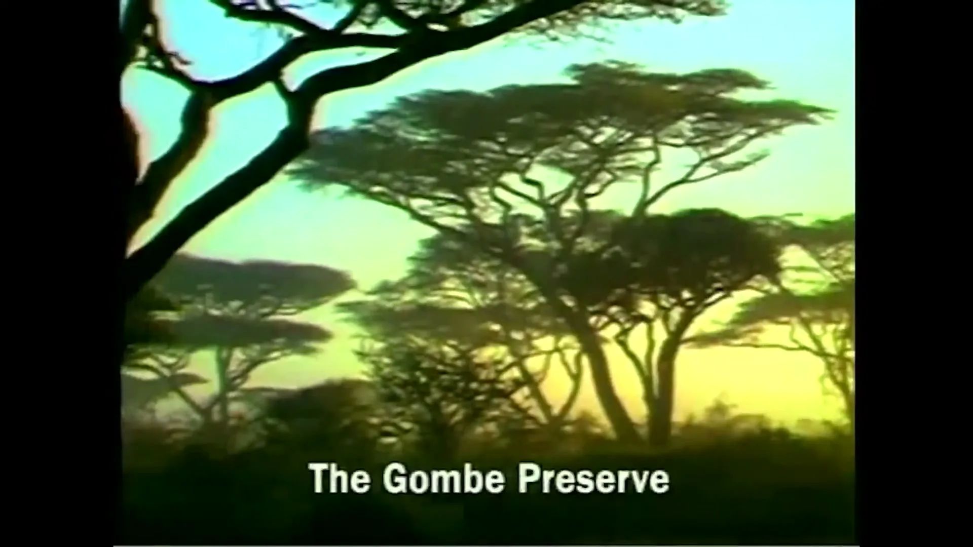 A wide shot of silhouetted acacia trees against a vibrant sky at dawn in The Gombe Preserve.