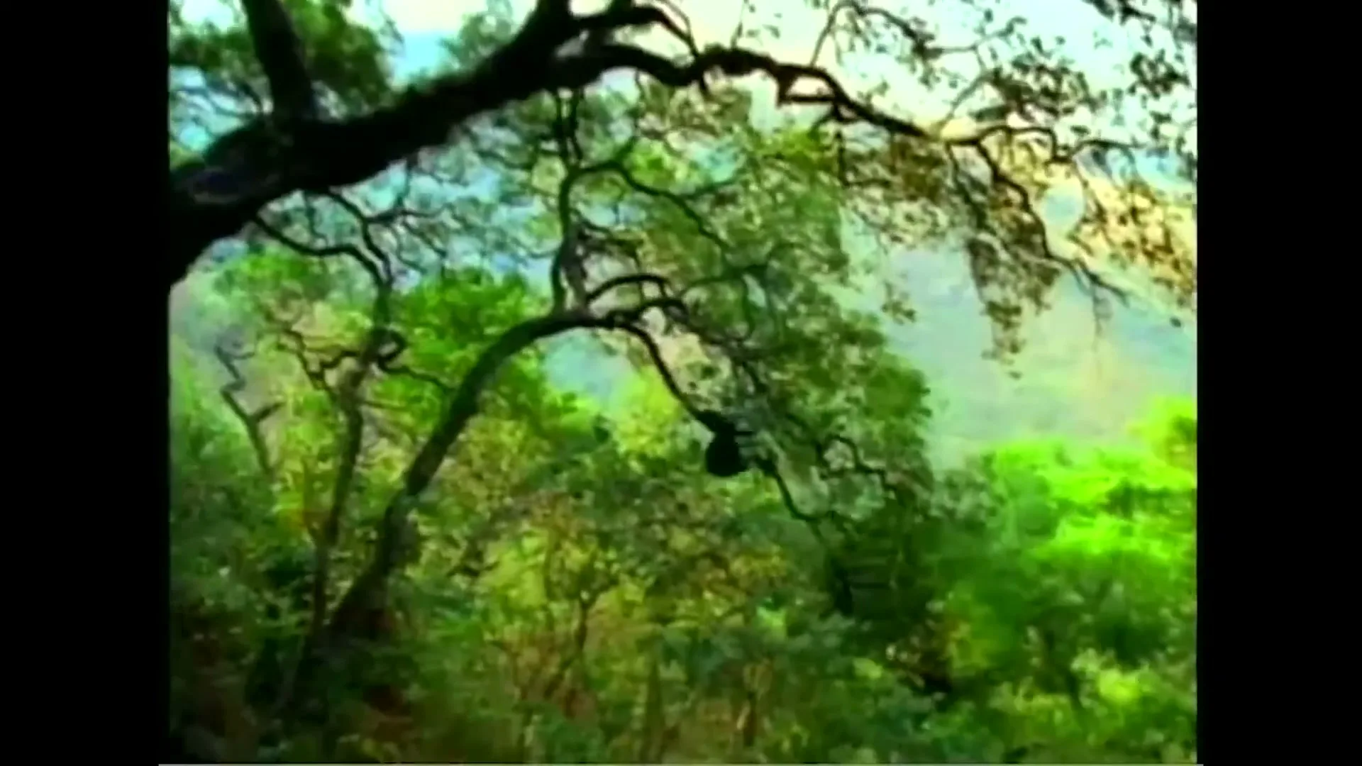 A chimpanzee swings through the lush green canopy of a dense jungle, with mountains visible in the background.