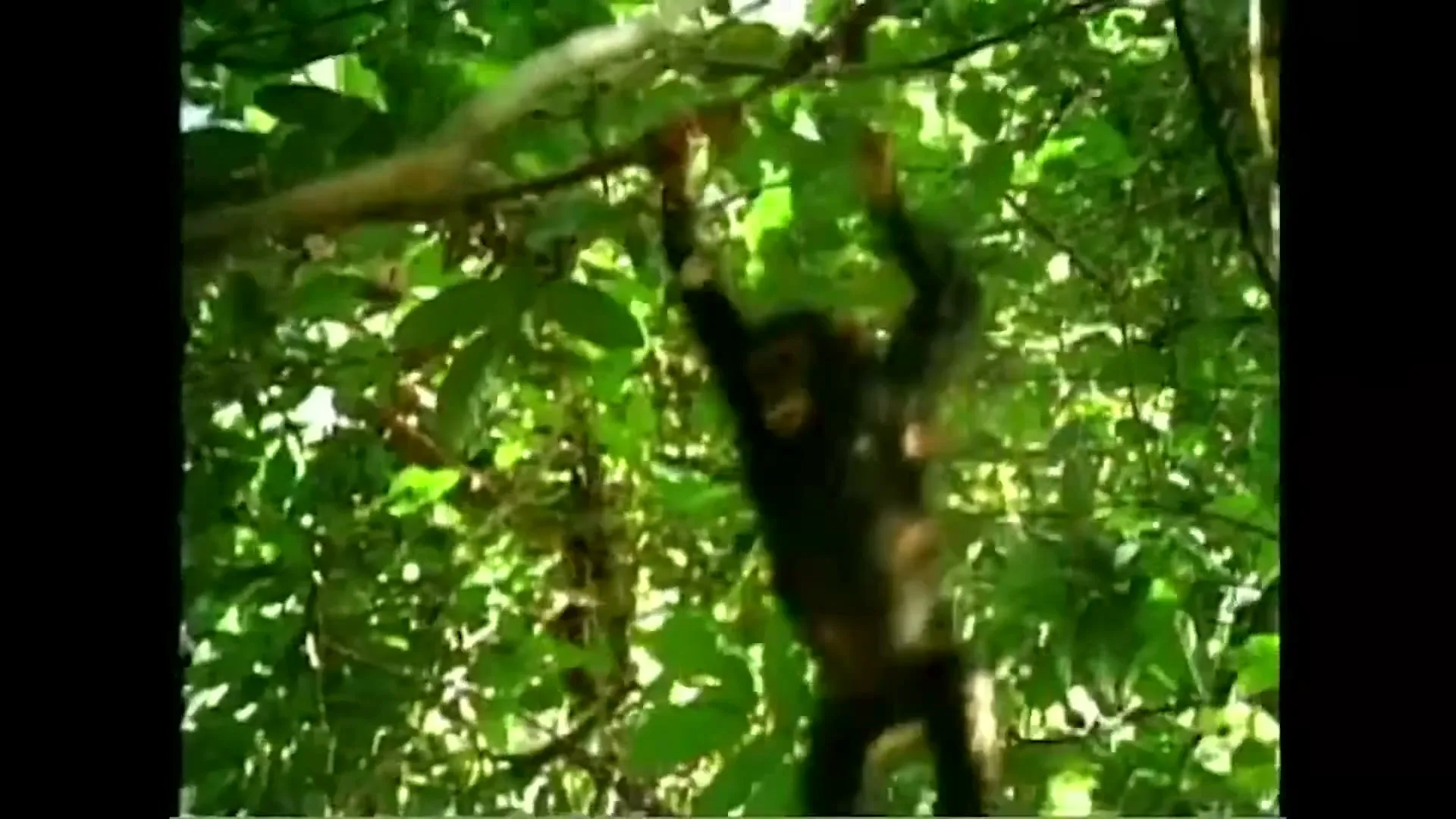 A young chimpanzee hangs from a tree branch, swinging its body in a lush green jungle environment.