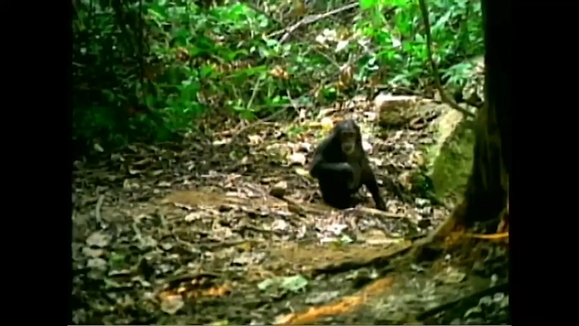 A chimpanzee sits on the forest floor, surrounded by green foliage and brown leaves, looking around.