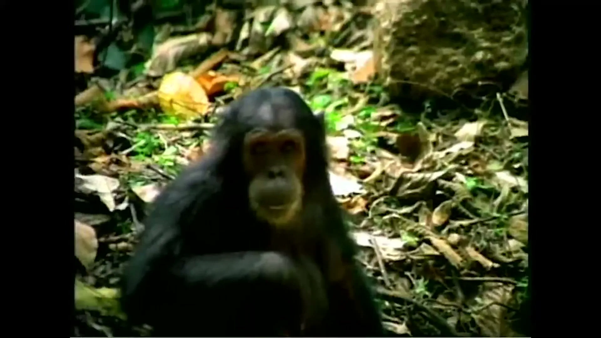 A chimpanzee with dark fur and a light face sits on the ground, looking directly at the camera in a jungle setting.