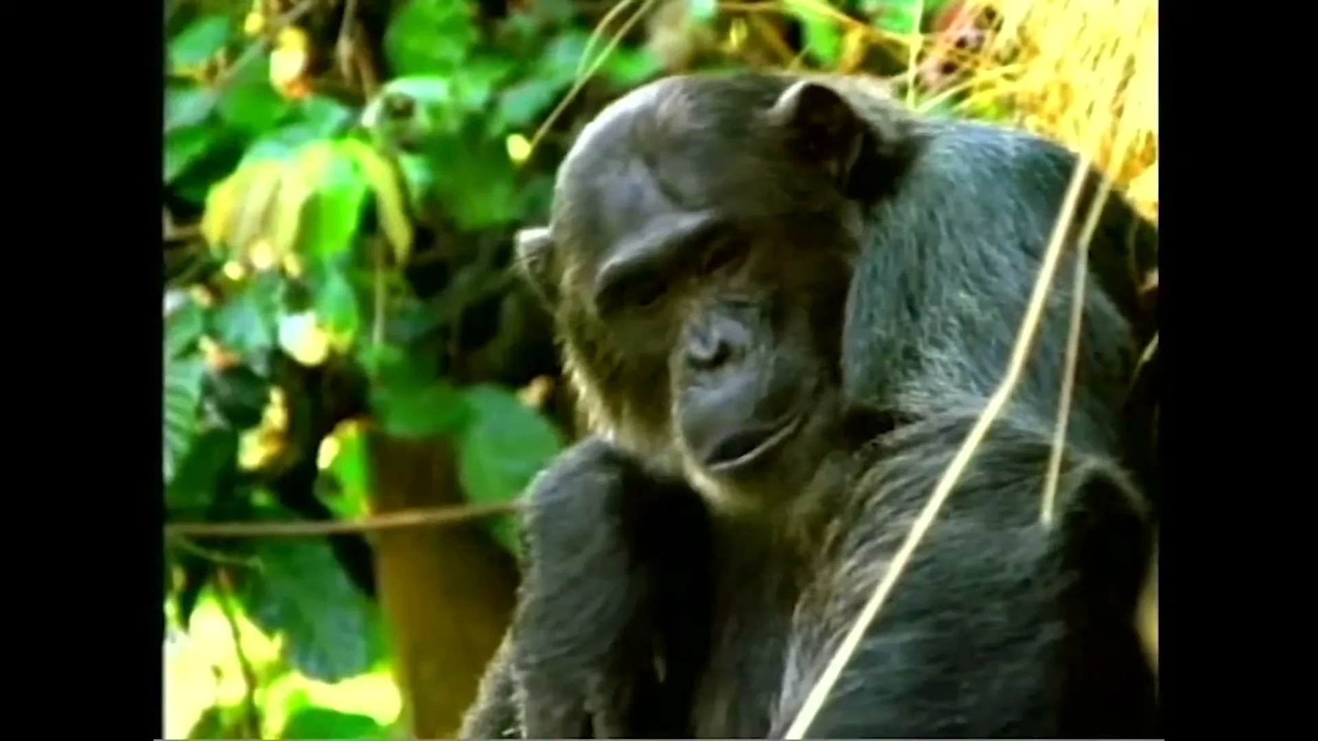 A chimpanzee with dark fur and a thoughtful expression sits among green foliage, looking directly at the camera before turning its head to the side.