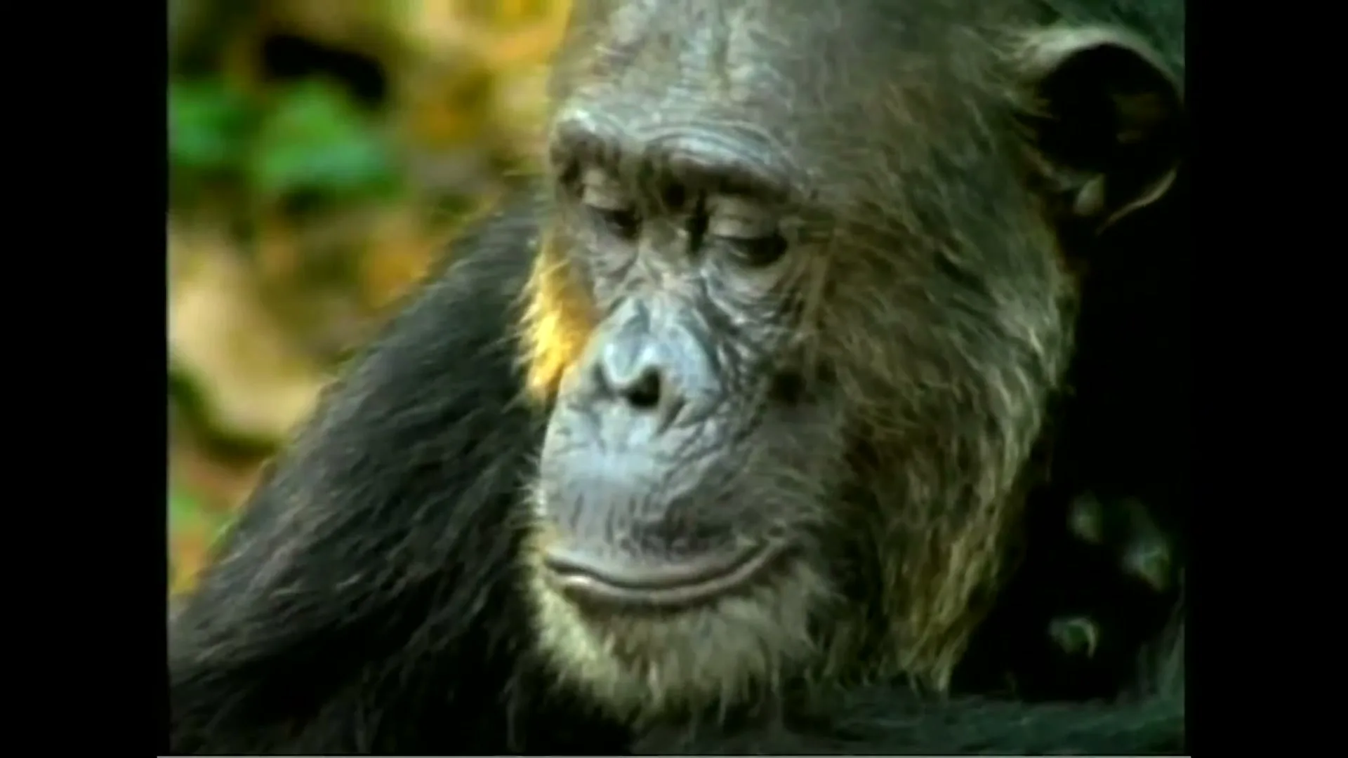 A chimpanzee with dark fur and a lighter face looks down, then slowly raises its head to look directly at the camera in a natural, outdoor setting.