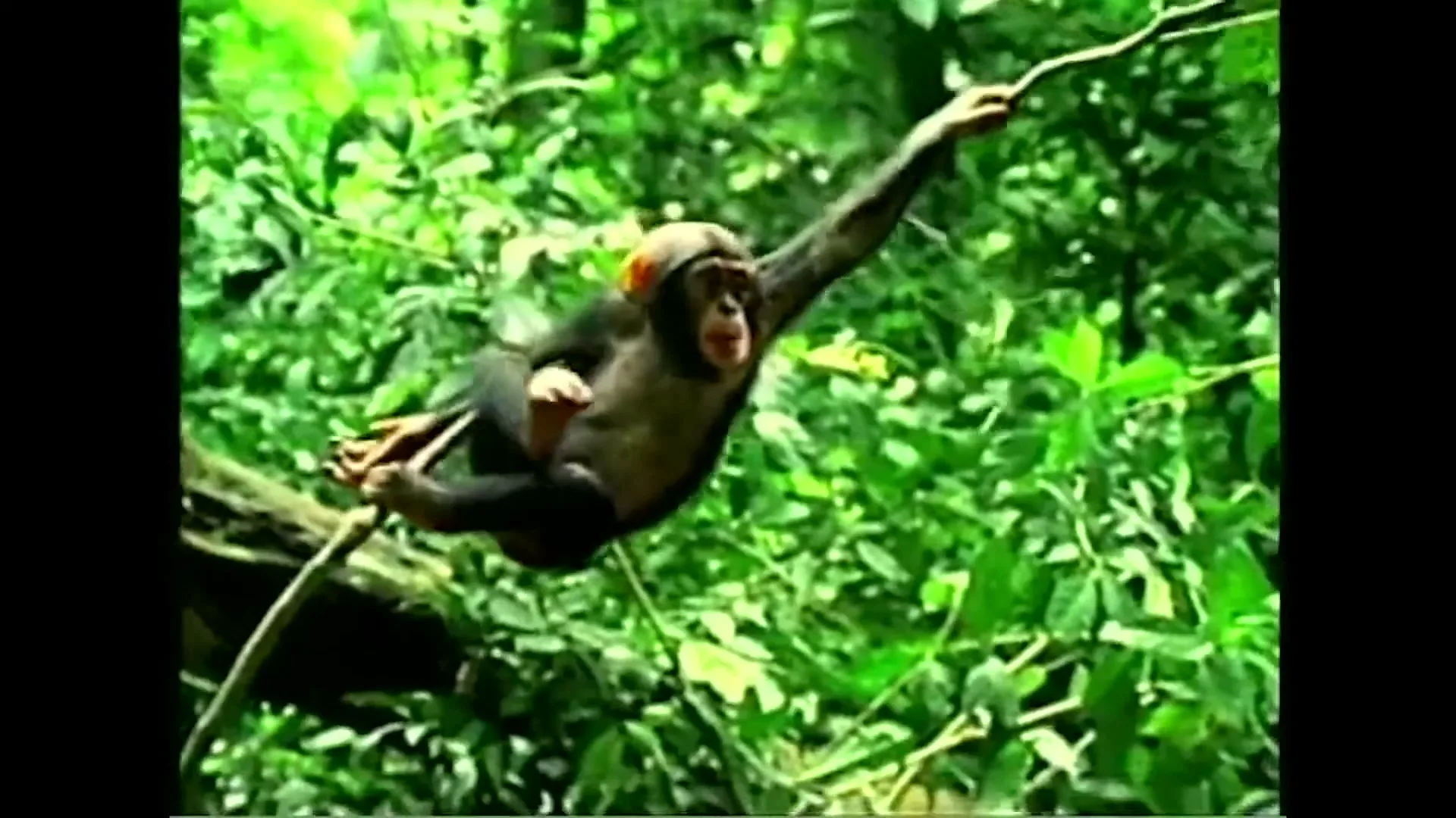 A young chimpanzee hangs from a tree branch, looking directly at the camera amidst lush green jungle foliage.