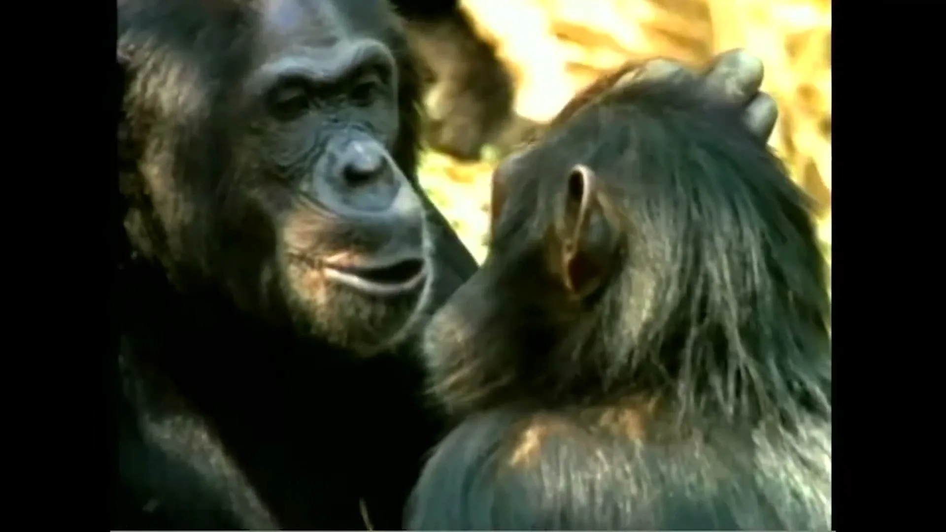 Two chimpanzees, one larger and one smaller, are close together, with the larger one appearing to whisper to the smaller one in a natural outdoor setting.