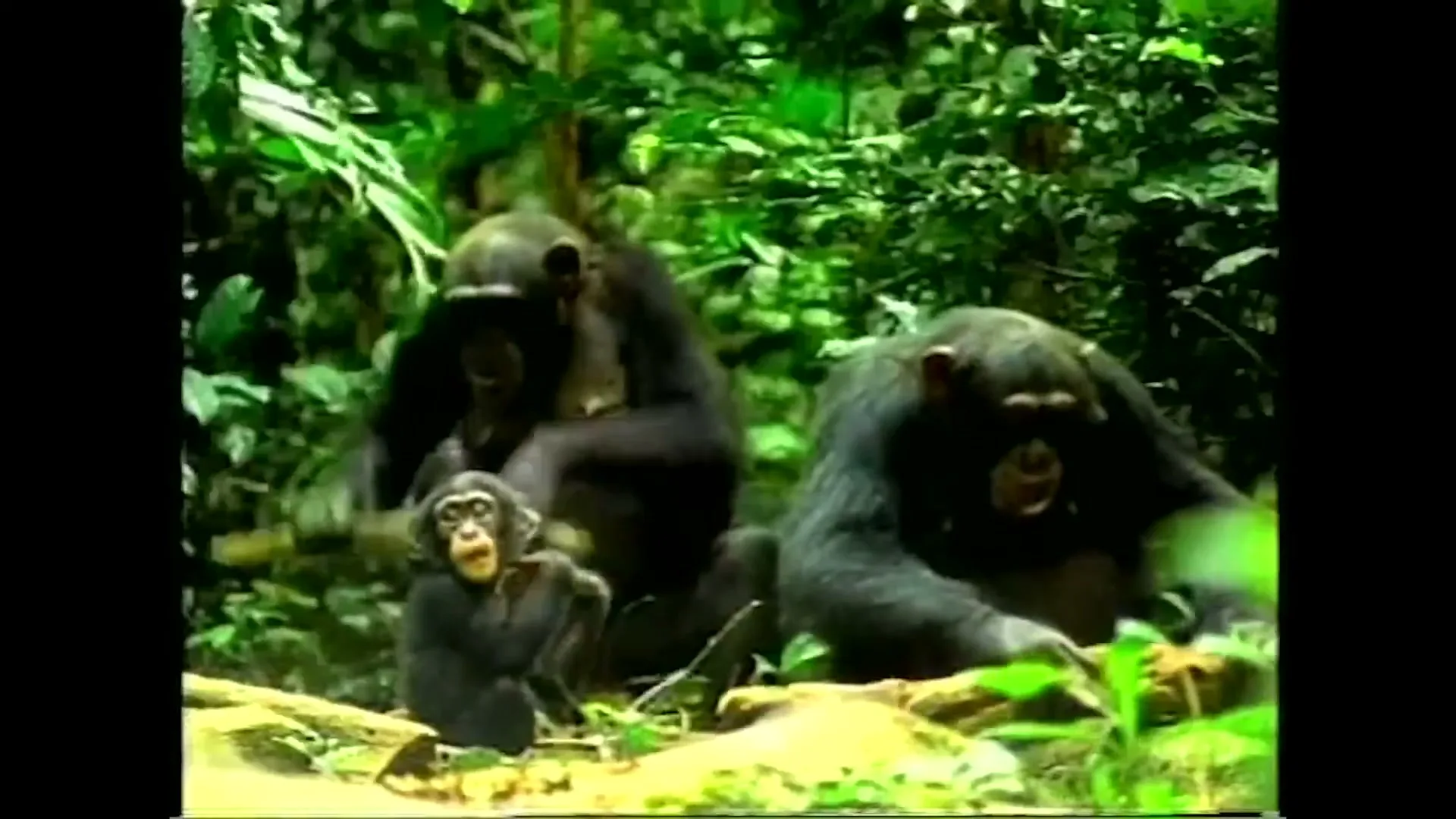 Three chimpanzees, two adults and one baby, are sitting on the ground in a lush green jungle, looking around.