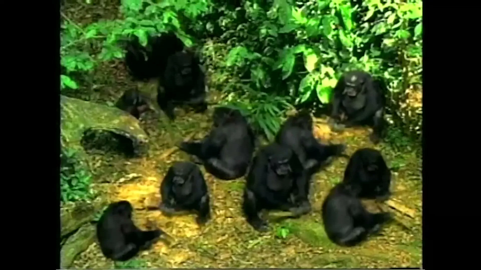 A group of chimpanzees are sitting on the ground in a jungle, some holding sticks, as if playing a game.