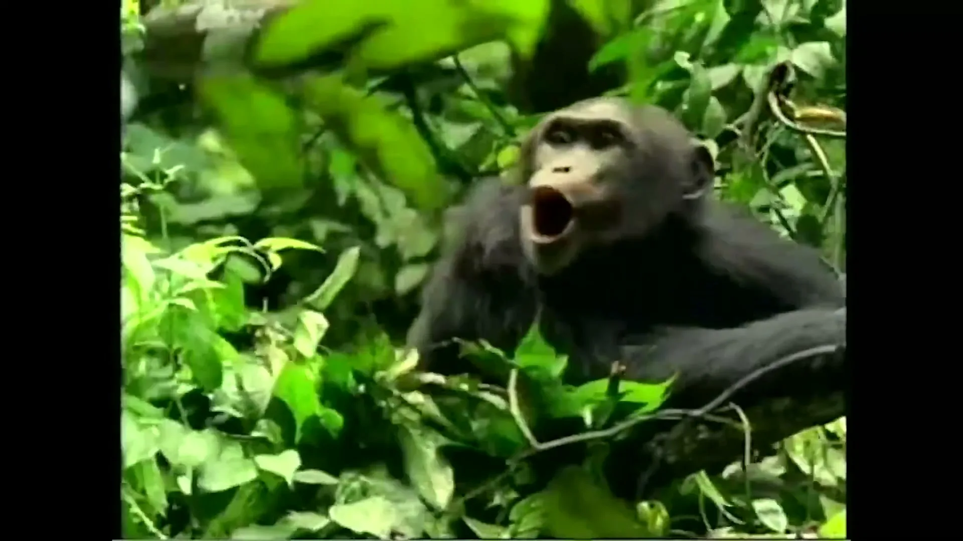 A chimpanzee with dark fur and a light face is seen in a tree, looking directly at the camera with its mouth open, surrounded by green leaves.