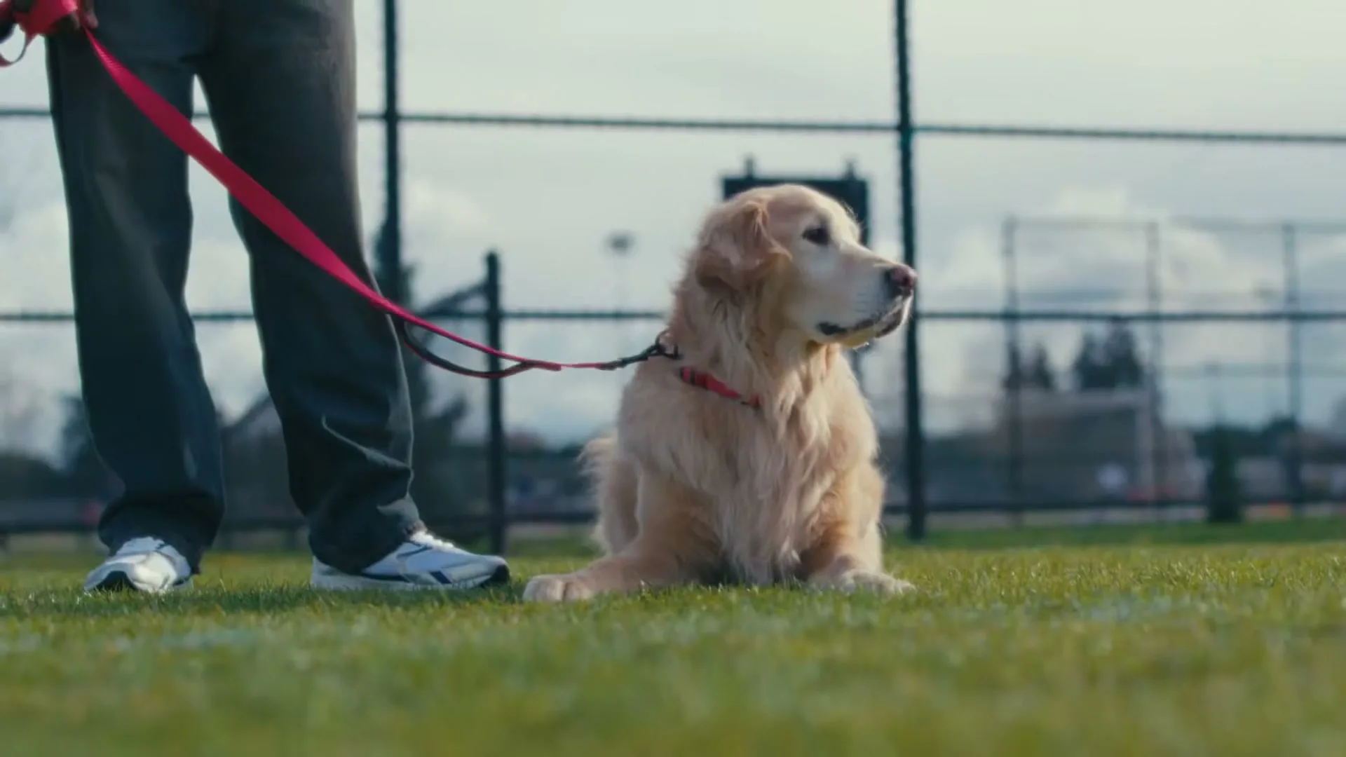 A golden retriever dog on a red leash lies on green grass next to its owner's legs, looking around a fenced outdoor field.