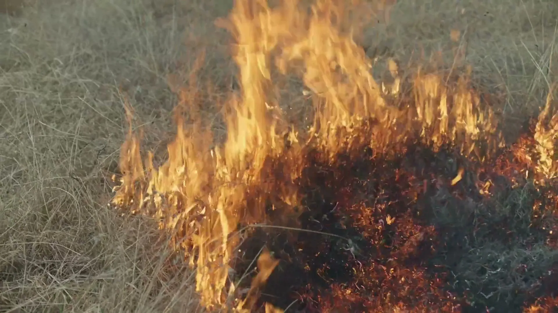 Flames burn through dry grass in a field, creating a small, intense fire.