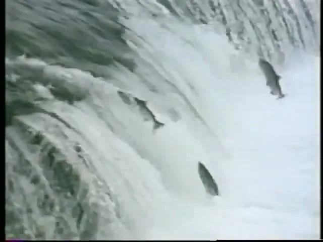 PBS Promo “Fish”, directed by Alfonso Cuarón